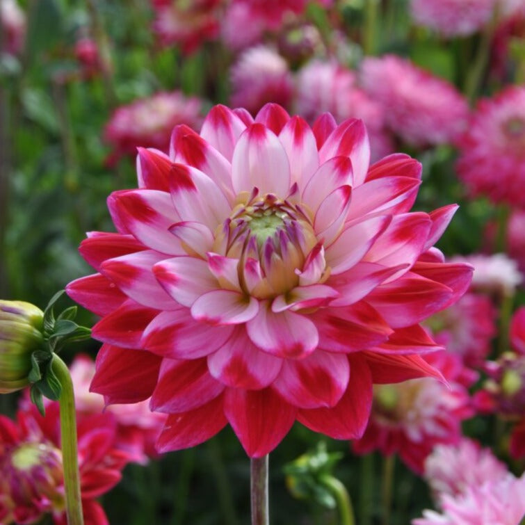 Dahlia 'Seniors Dream'