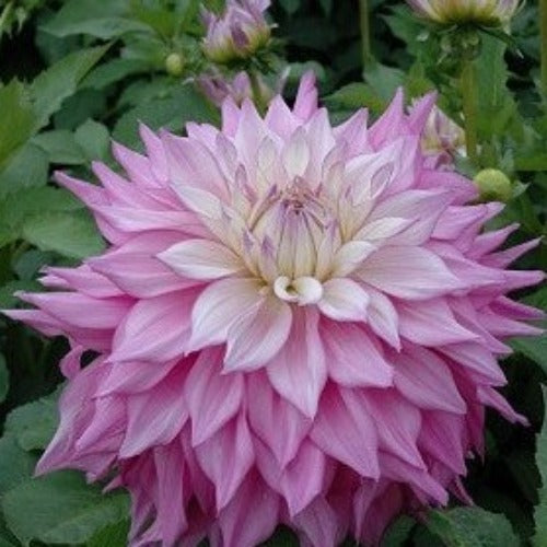 Dahlia 'Sir Alf Ramsey' – Garden Wildlife