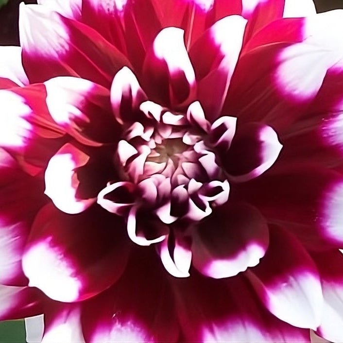Dahlia 'Mystery Day' Tubers