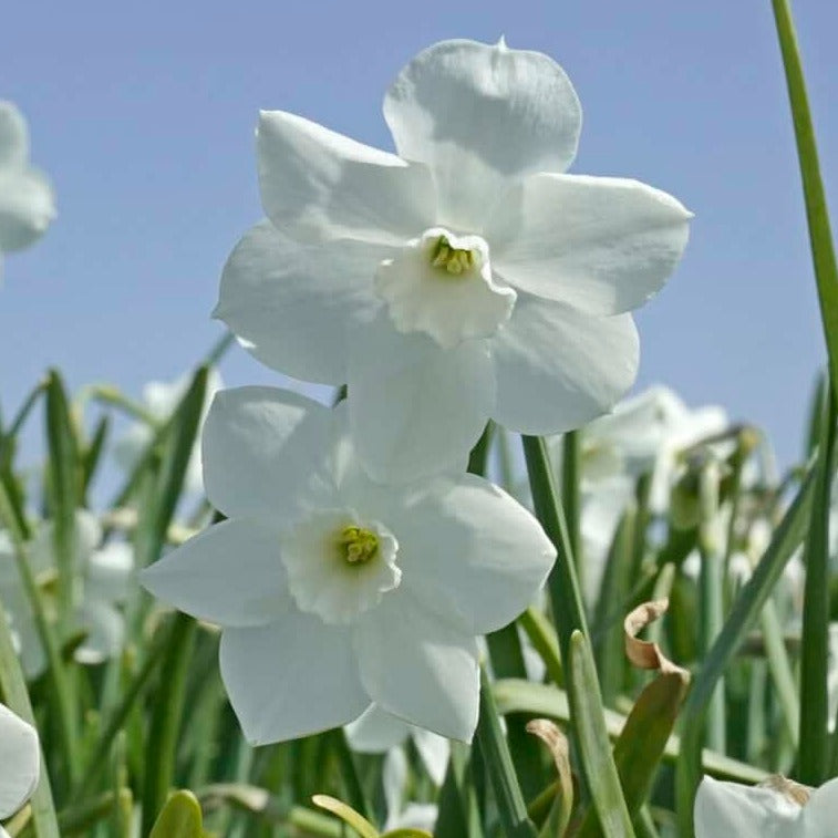 Narcissus 'Dainty Miss'