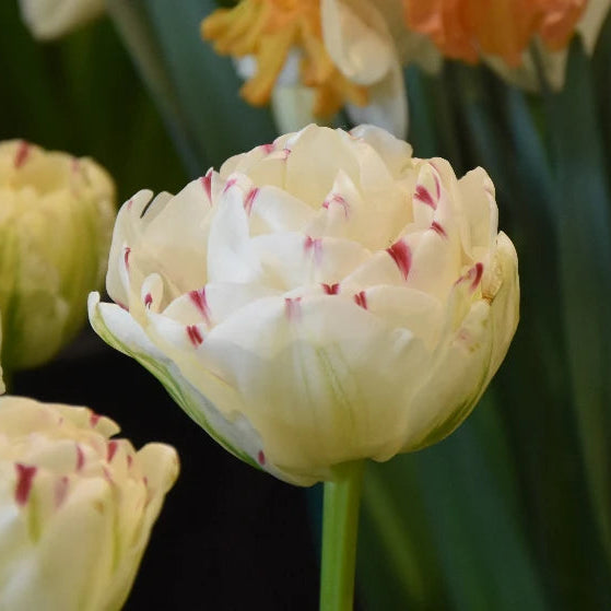 Tulipa 'Danceline'