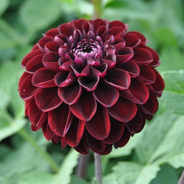 Dahlia 'Dark Spirit'