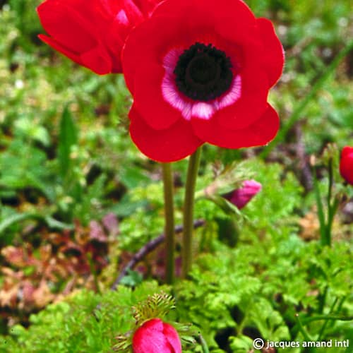 Anemone De Caen 'Hollandia' (syn. His Excellency)