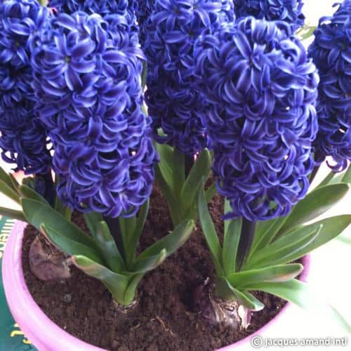 Hyacinthus orientalis 'Delft Blue' Bulbs
