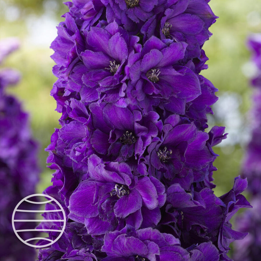Delphinium elatum 'Paramo Black Velvet'