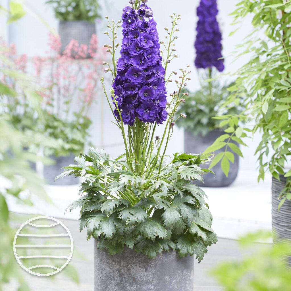 Delphinium elatum 'Paramo Black Velvet'