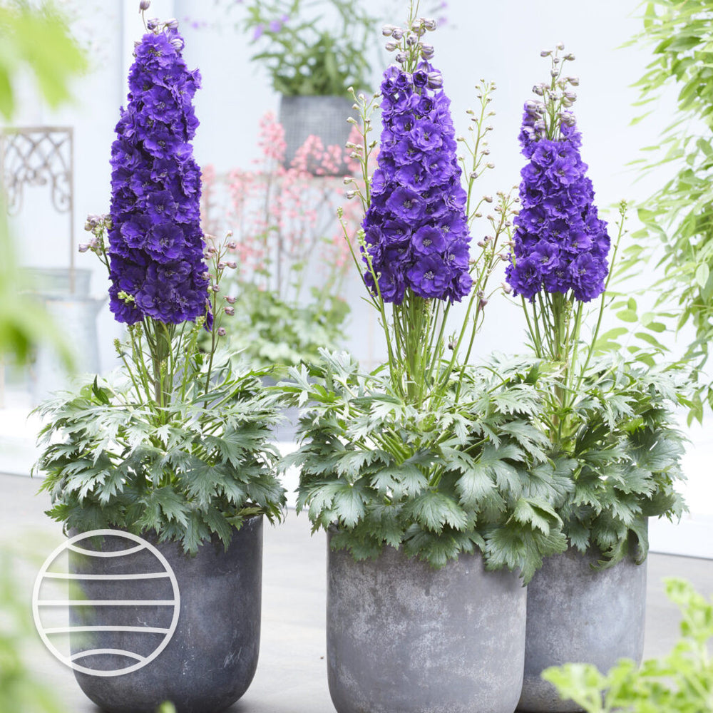 Delphinium elatum 'Paramo Black Velvet'