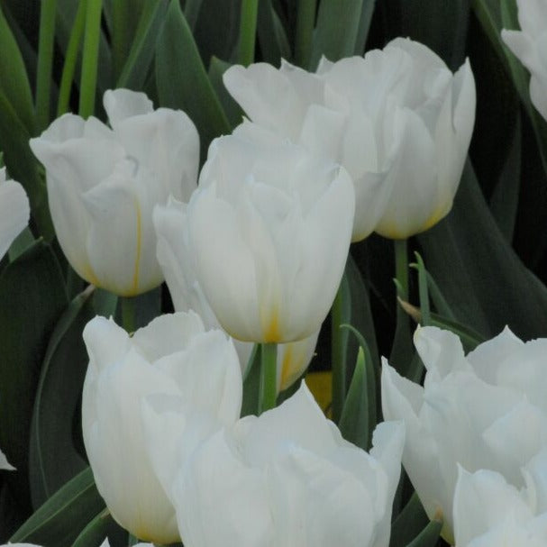 Tulip 'Delta White'
