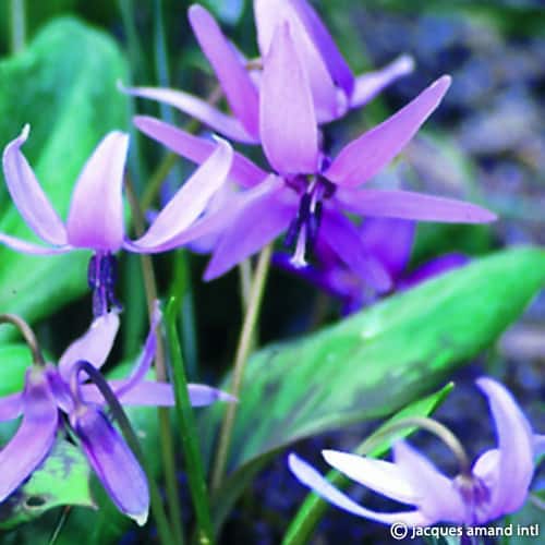 Erythronium dens-canis Lilac Wonder