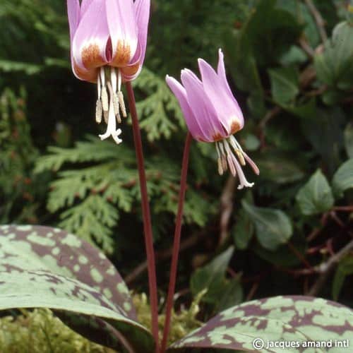 Erythronium dens-canis 'Purple King'