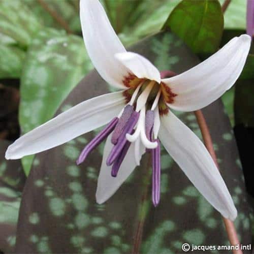 Erythronium dens-canis 'Snowflake'