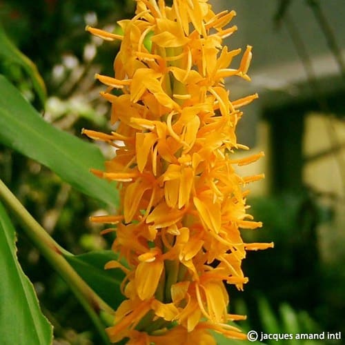 Hedychium densiflorum