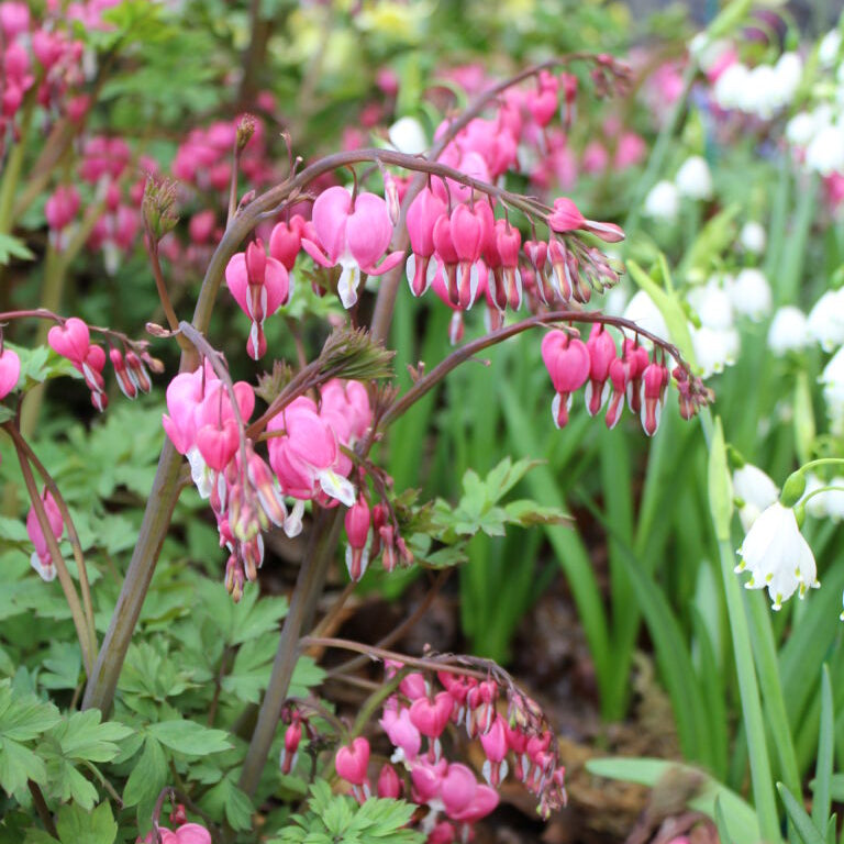 Buy Lamprocapnos spectabilis (Bleeding Heart) Rhizomes online