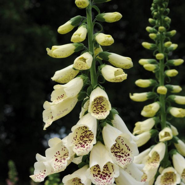 Digitalis purpurea 'Dalmatian Crème'