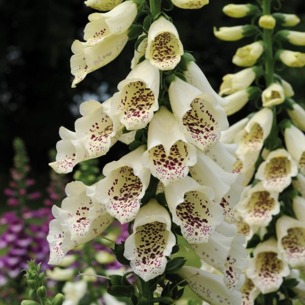 Digitalis purpurea 'Dalmatian Crème'