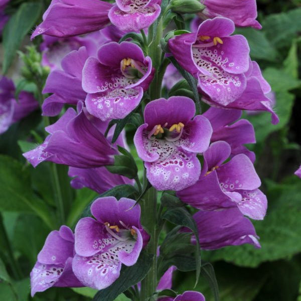 Digitalis purpurea 'Dalmatian Purple'