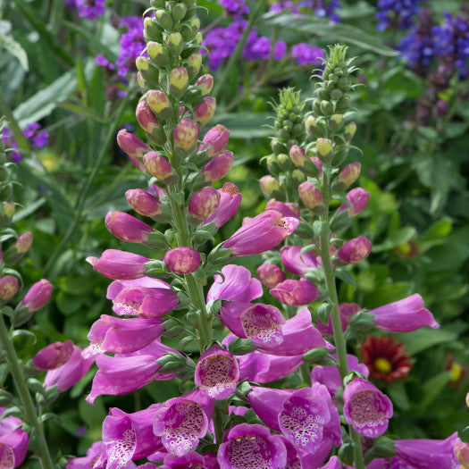 Digitalis purpurea 'Dalmatian Rose'