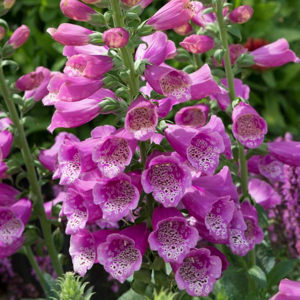Digitalis purpurea 'Dalmatian Rose'