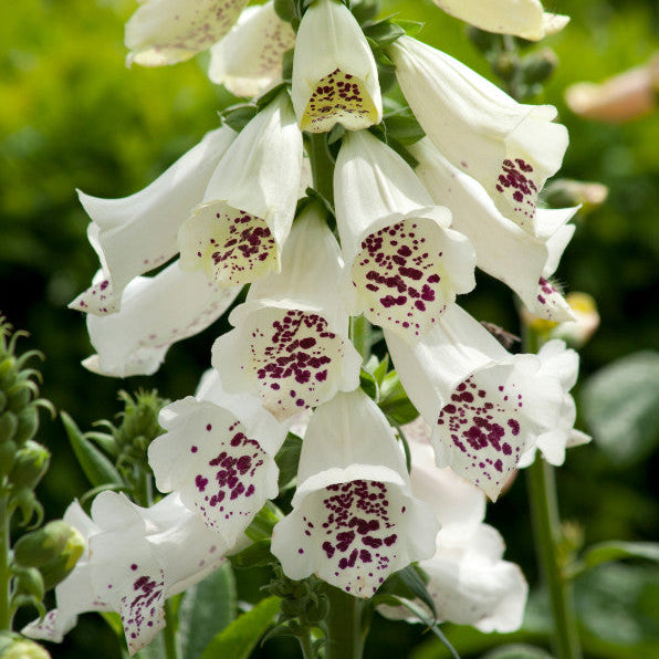 Digitalis purpurea 'Dalmatian White'