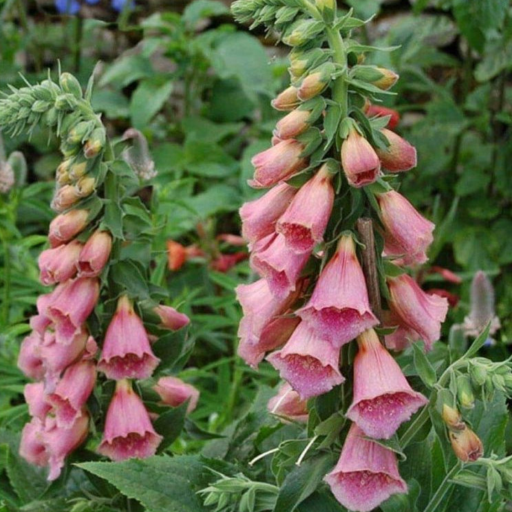 Digitalis × mertonensis (Strawberry Foxglove)
