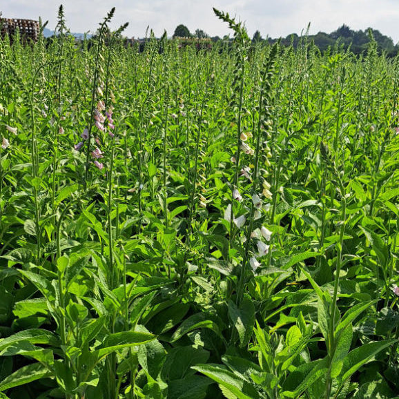 Digitalis purpurea 'Pams Choice'