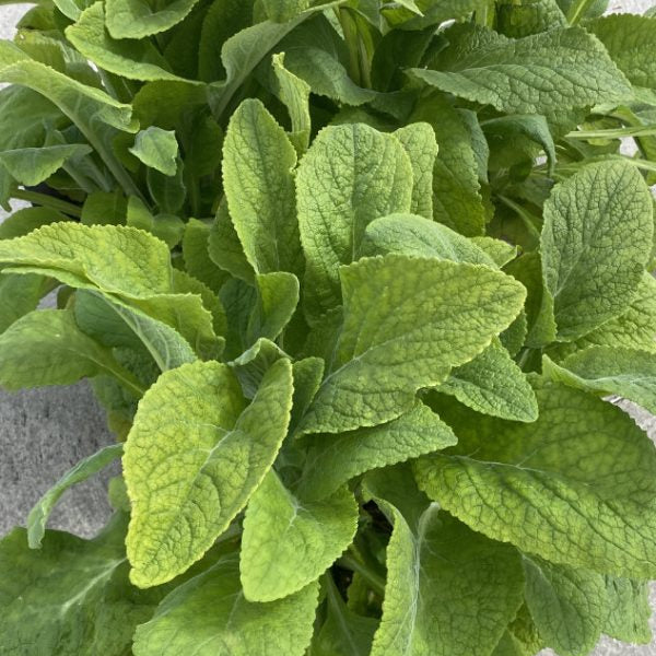 Digitalis purpurea 'Sutton's Apricot'