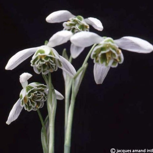 Galanthus 'Dionysus'