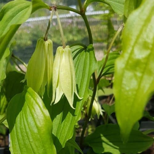 Buy Disporum bodinieri (Chinese Fairy Bells) Rhizomes online