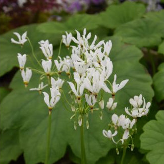 Buy Dodecatheon meadia f. album (White-flowered American Cowslip) Rhizomes online