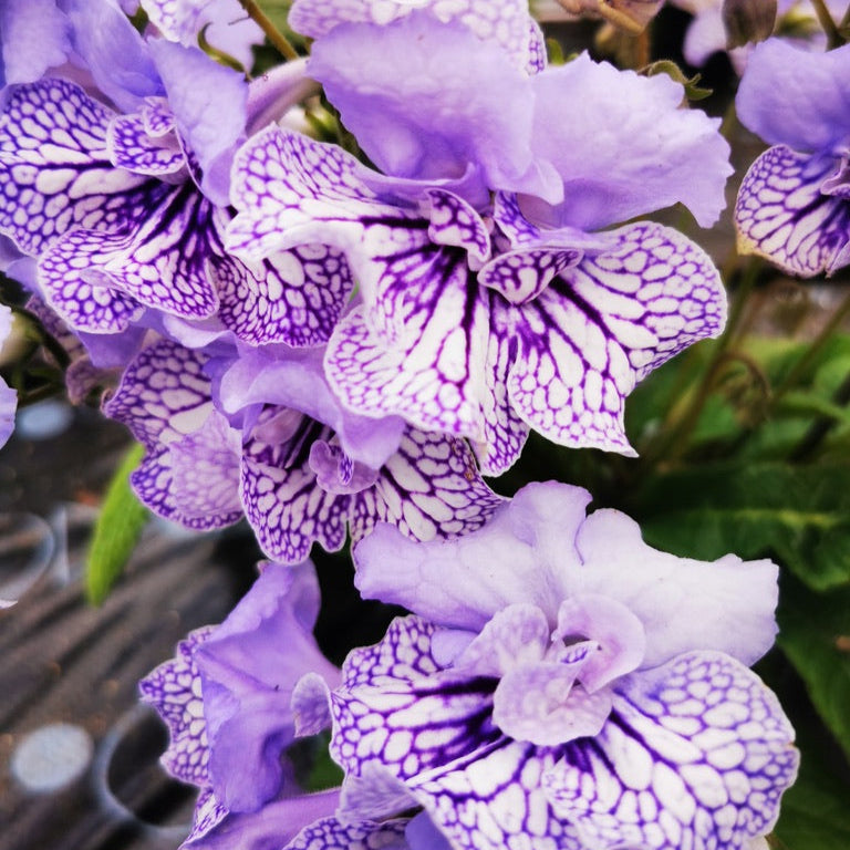 Dolina cape primrose