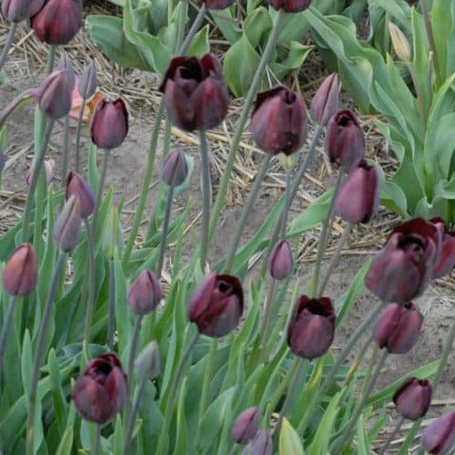 Tulip 'Dom Pedro'