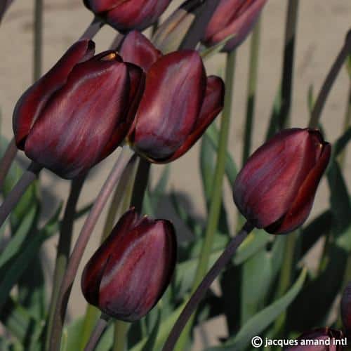 Tulip 'Dom Pedro'