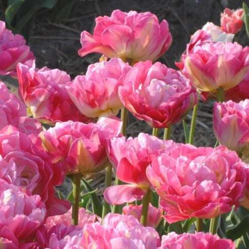 Tulip 'Double Sugar'