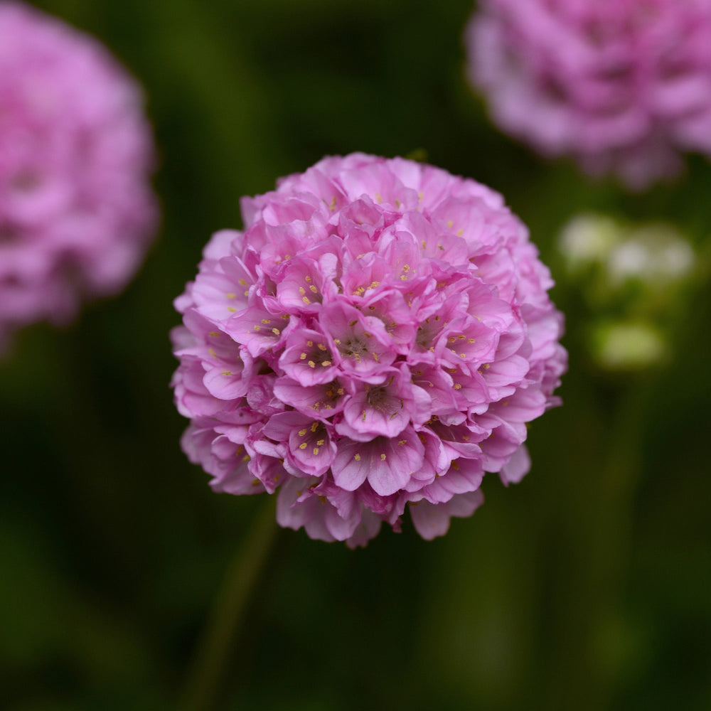 Armeria pseudarmeria 'Sweet Dreams' (Dreameria Series)