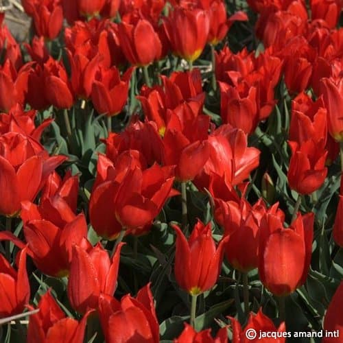 Tulip 'Duc Van Tol Cochinael' Bulbs