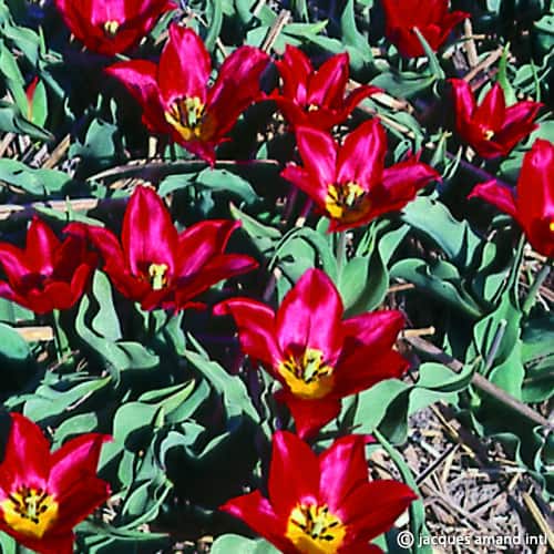 Tulip 'Duc Van Tol Max Cramoisie' Bulbs