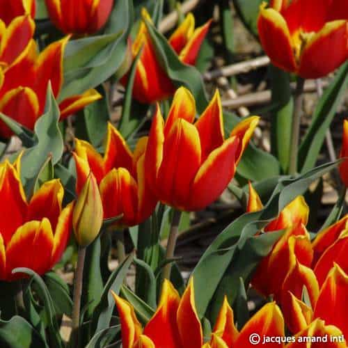 Tulip 'Duc Van Tol Red & Yellow' Bulbs