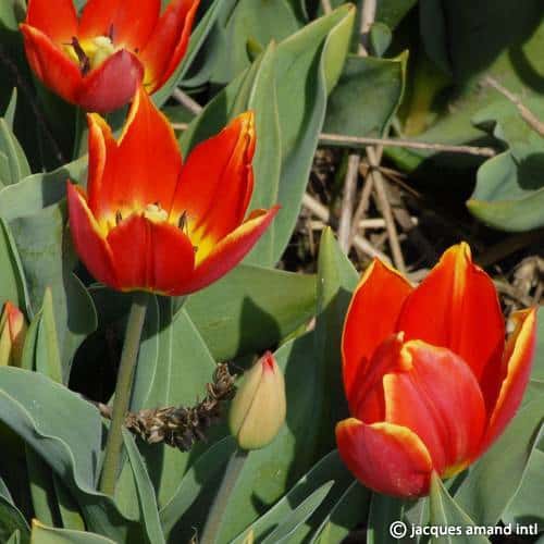 Tulip 'Duc Van Tol Salmon' Bulbs