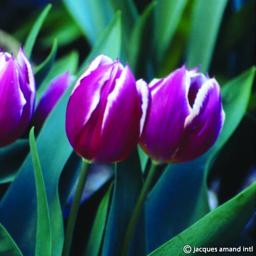 Tulip 'Duc Van Tol Violet' Bulbs