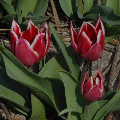 Tulip 'Duc Van Tol Red & White' Bulbs