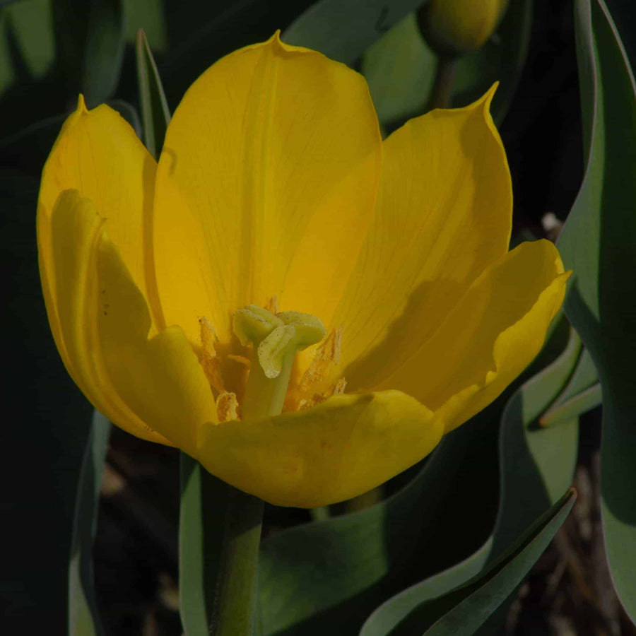Tulip 'Duc Van Tol Yellow' Bulbs
