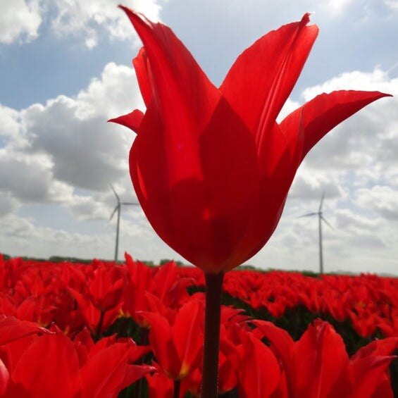 Tulip 'Dutch Dancer'