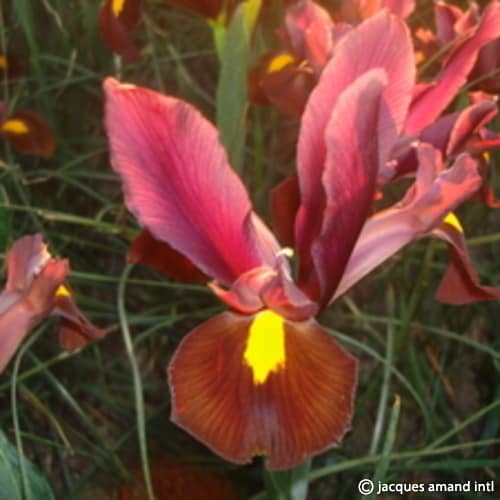 Dutch Iris 'Red Ember'