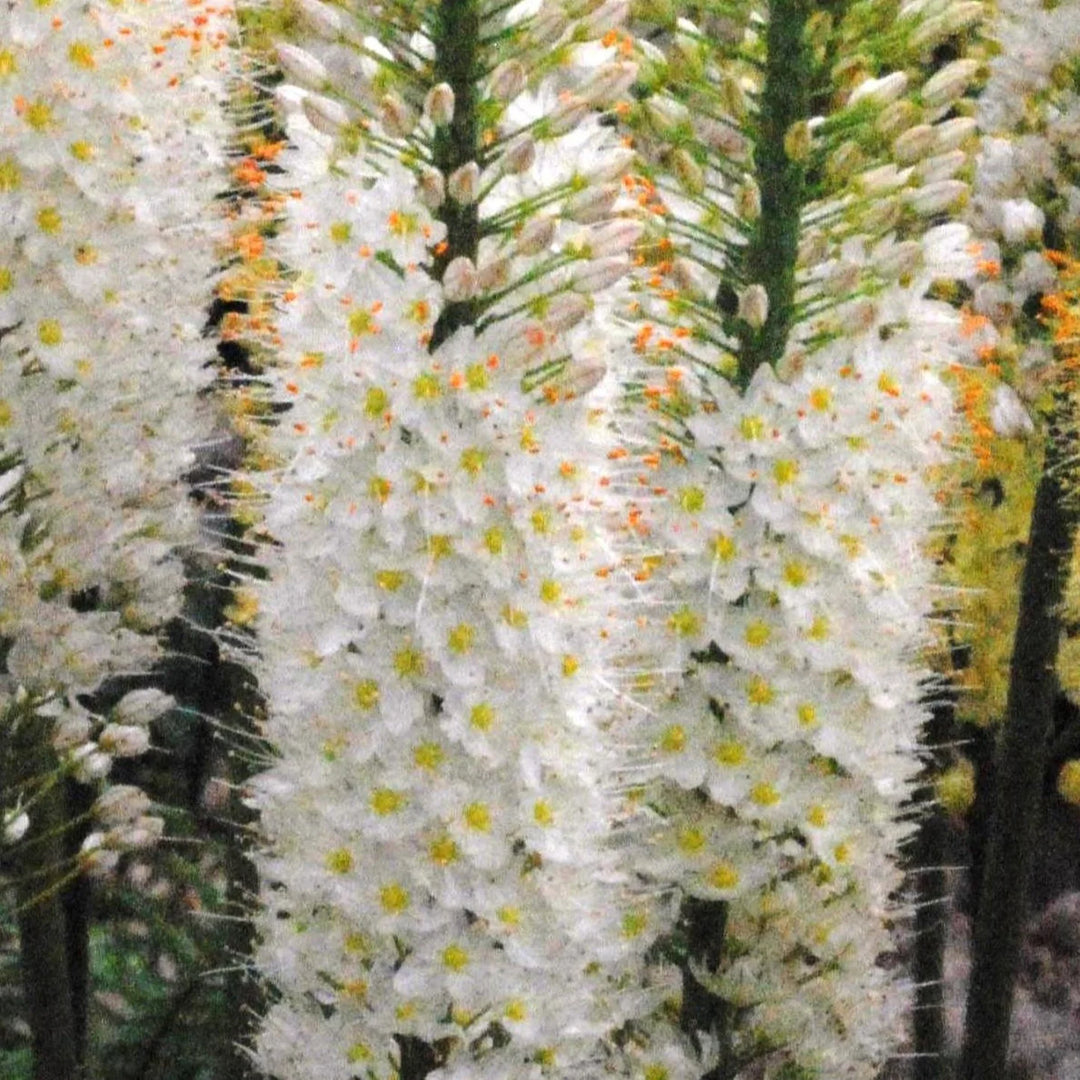 Eremurus 'White Perfection' Tubers