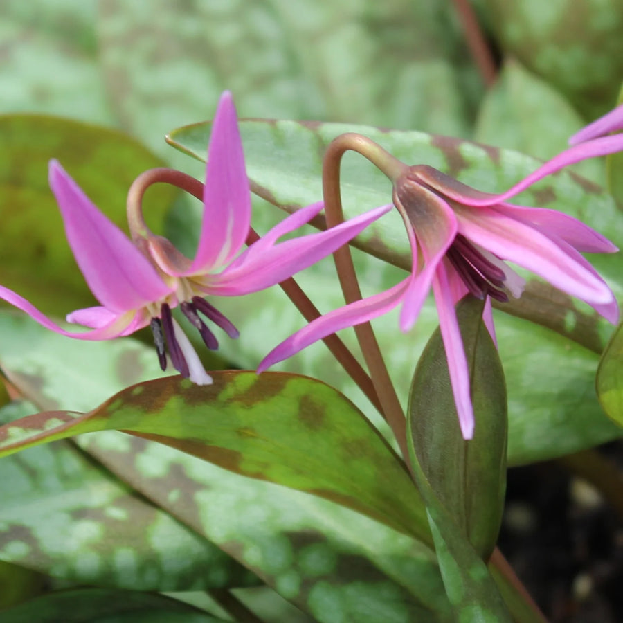 Erythronium 'Pink Perfection' Bulbs | Dog's Tooth Violet