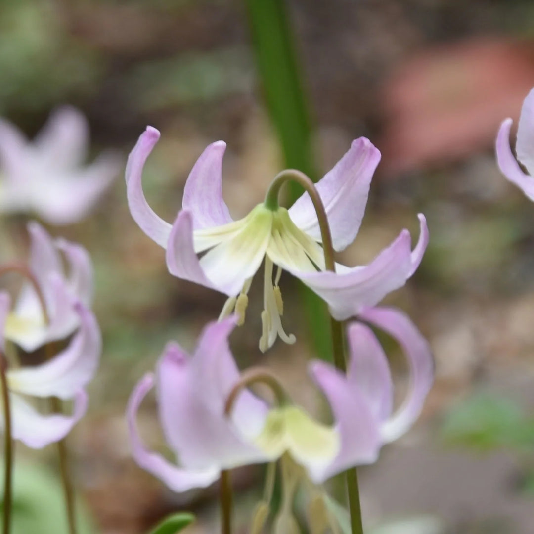 Erythronium 'Grand Old Man' Bulbs | Dog's Tooth Violet