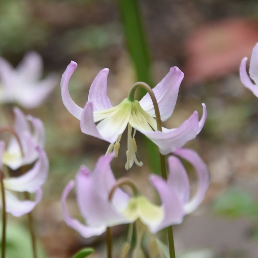 Erythronium 'Grand Old Man' Bulbs | Dog's Tooth Violet