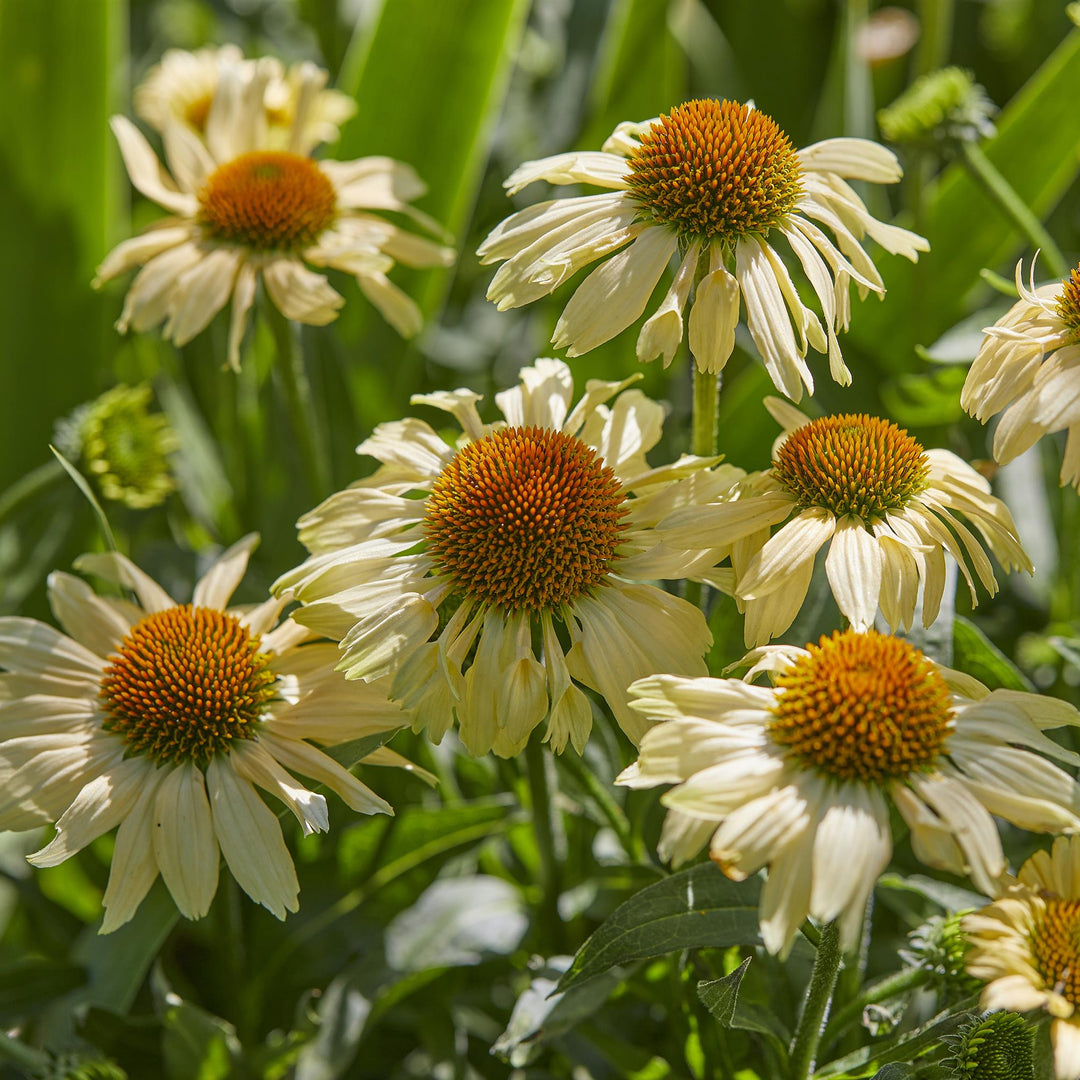 Echinacea 'Mooodz Peace'