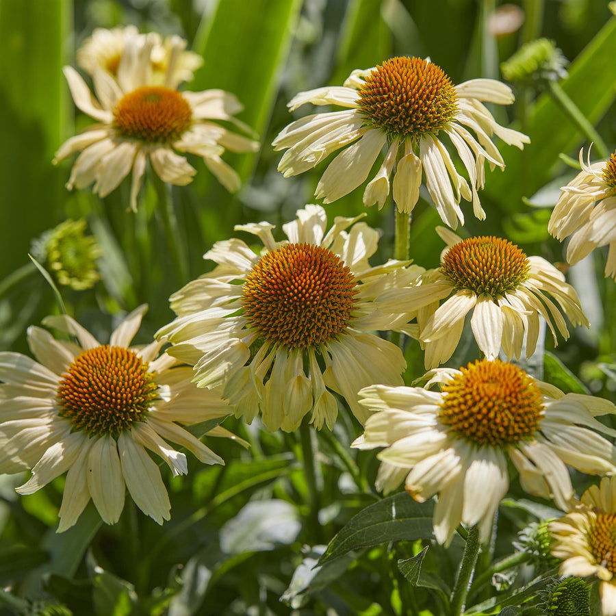 Echinacea 'Mooodz Peace'