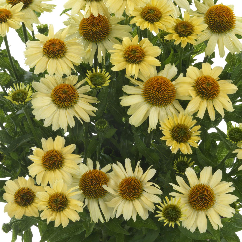 Echinacea 'Mooodz Peace'